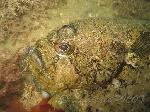 Targeur Zeugopterus punctatus 5.JPG - gros plan sur le targeur